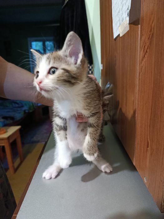 Отдам в добрые руки Котят.