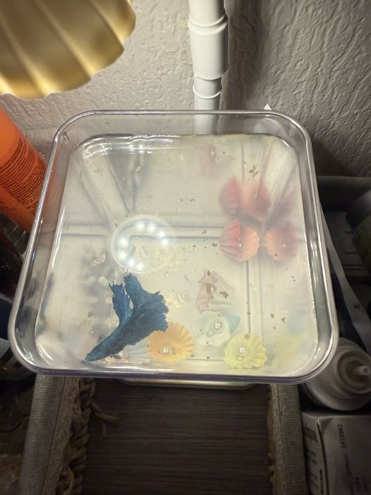 Аквариум с петушком и кормом