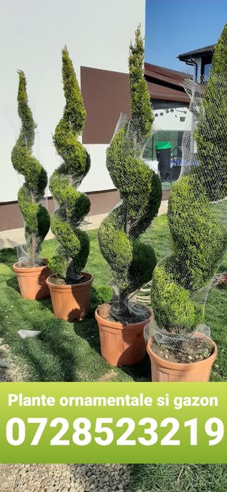 Tuia smarald 160 / 250