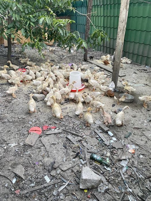 Puicuțe rasa mixta rate pekin