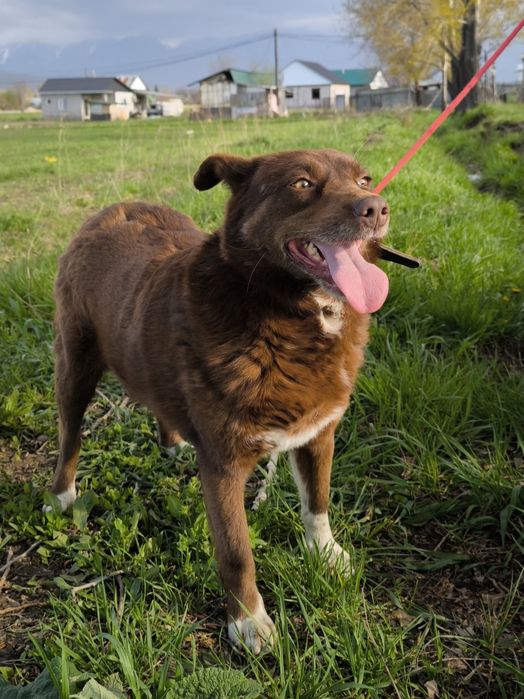 Каштанка добрая собака в семью