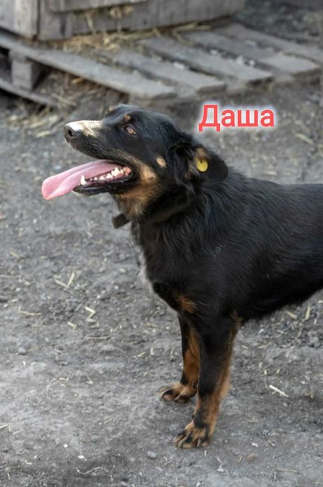 Дарю в добрые и ответственные руки