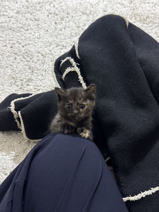 Котята ищут дом,очень ласковые