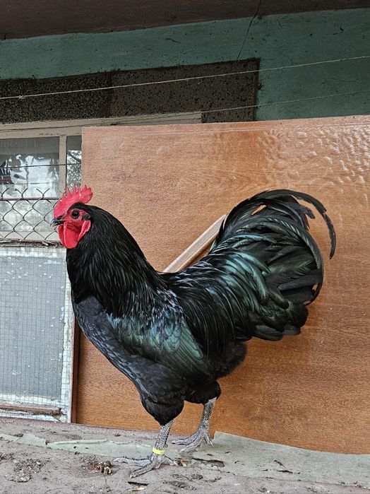 Разплодни яйца от черен и син австралорп