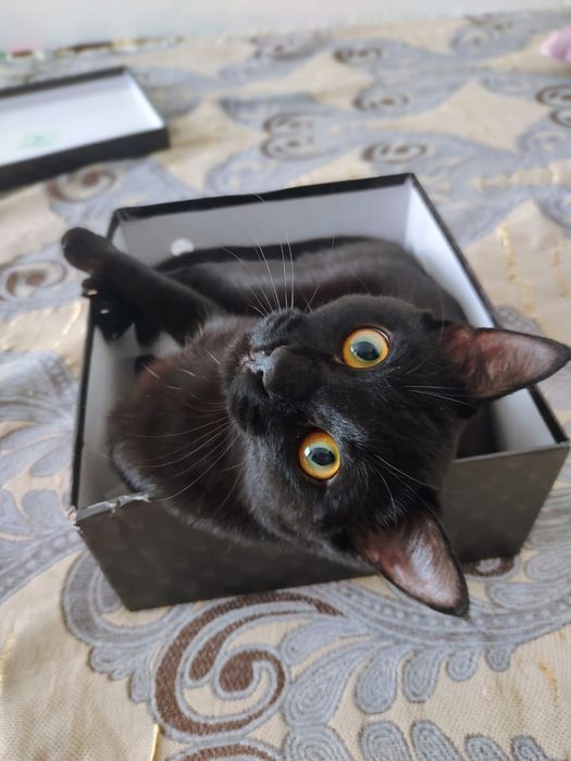 Отдам Кота в Добрые Руки