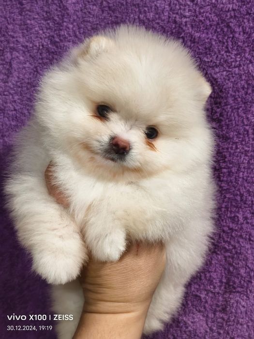 Очаровательный щенок шпица.