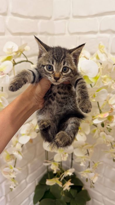 Scottish fold 1ta sotiladi  3ta oddiy parodali mushuk xadyaga beriladi