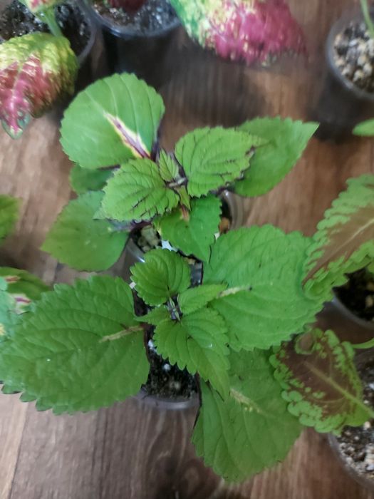 Продам колеусы по