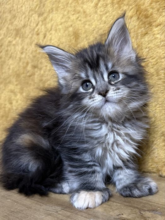 котята мейнкун из питомника