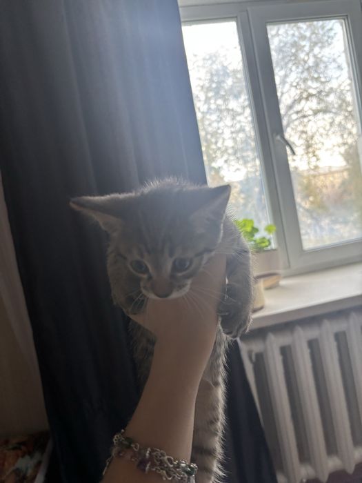 котенок девочка