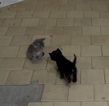 Породистые маленькие домашние кошечки! Цену договорим!
