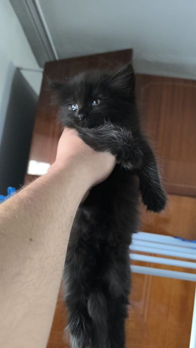 Милые котята ищут дом