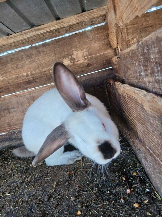 Vand iepuri urias de transilvania