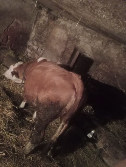 Baltata romaneasca fara coarne