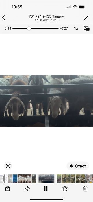 Кошкары для осеменения