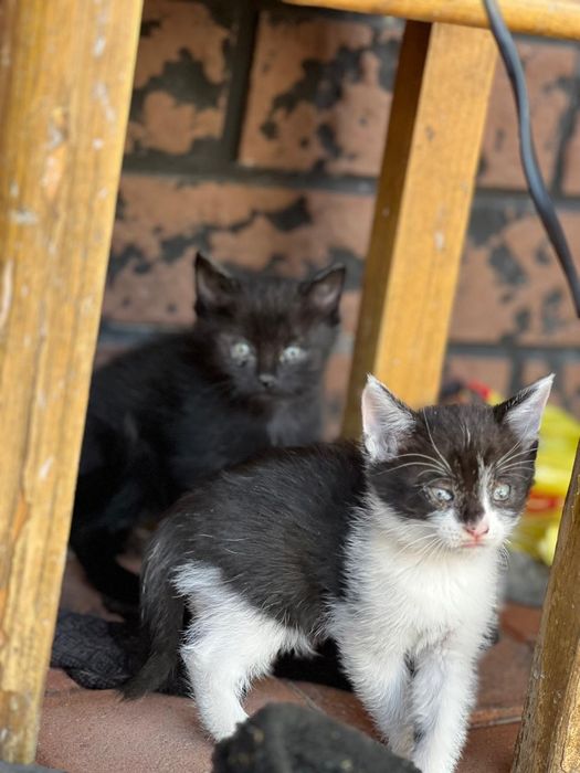 Отдам котят в добрые руки