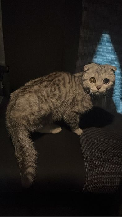 Мысык сатылады