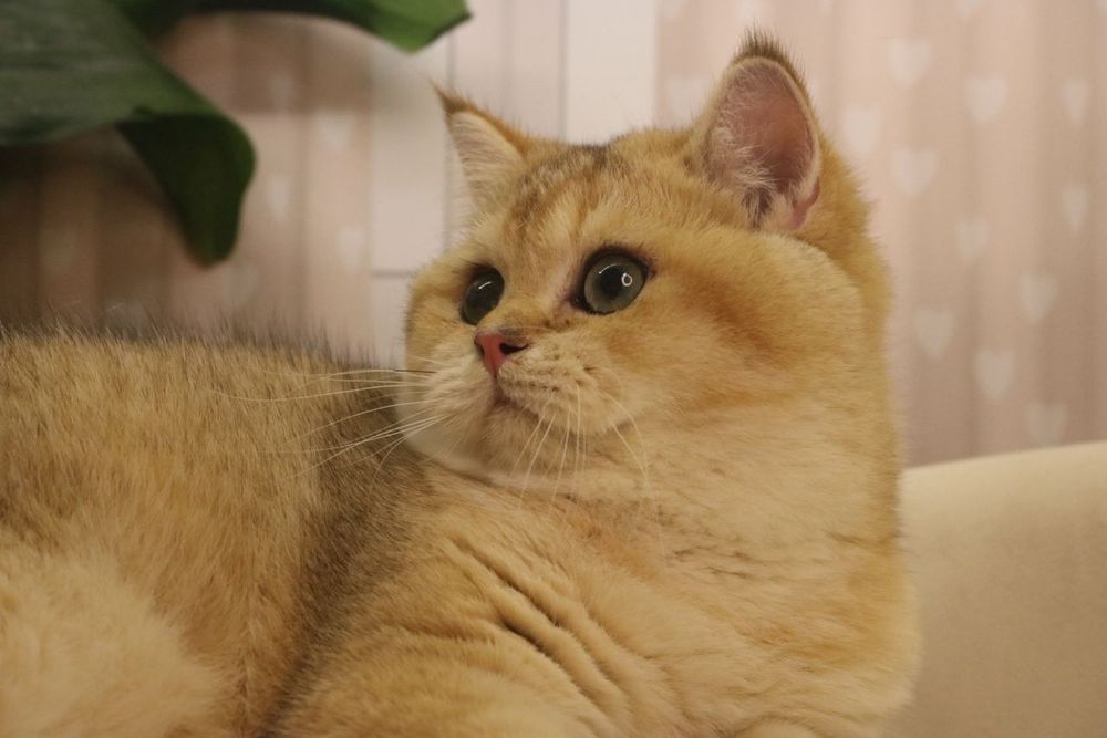 Мальчик чистокровный британец с окрасом золотая шиншилла