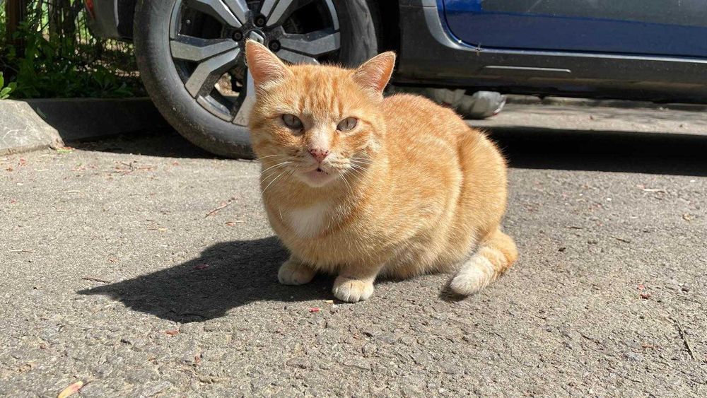 Galbioara, pisica de 7 ani, sterilizata