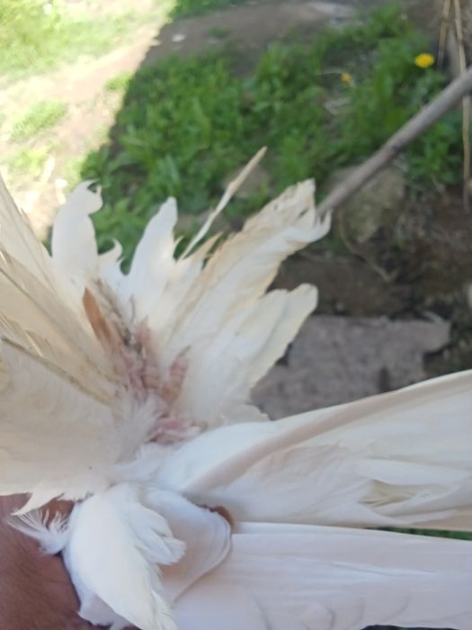 Продам голубей хороших