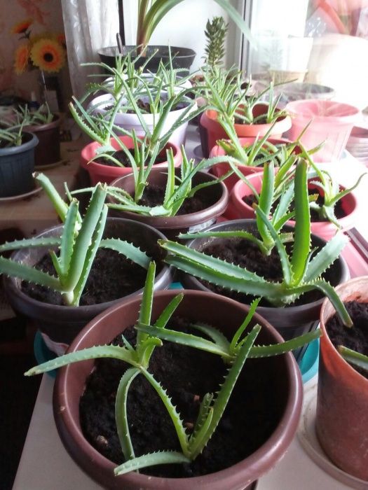 Продам алоэ лечебный