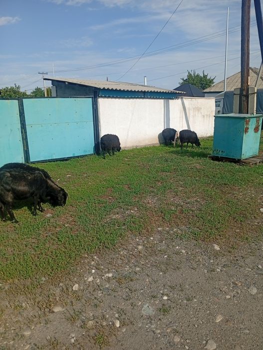 Қой,марқа,шибиш,буаз ешкі