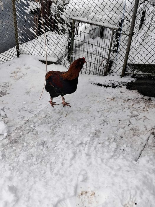 Vând cocoși Araucana 2025.