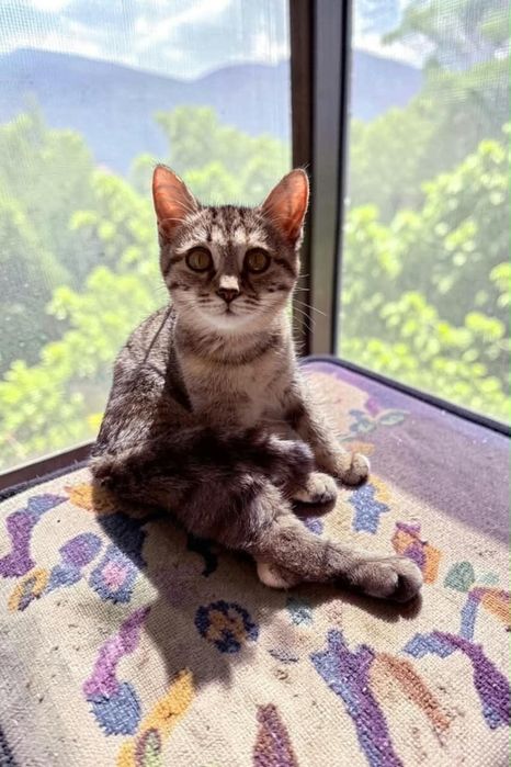 Котенок девочка ждёт семью