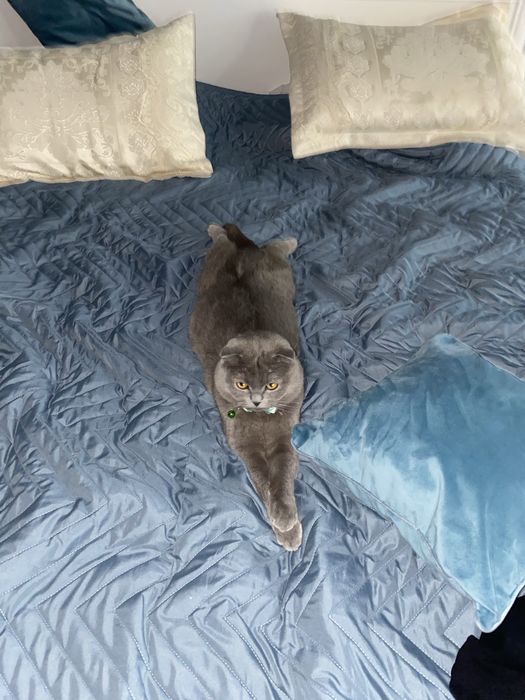 Отдам в хорошое руки кота