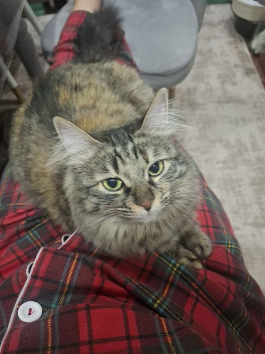 Отдам  бесплатно кошку