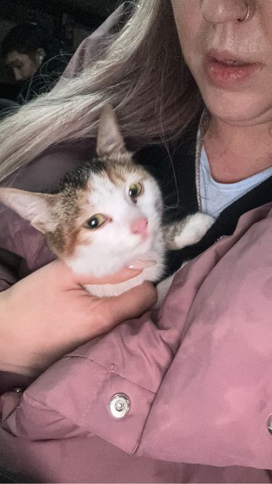 Котенок ищет дом