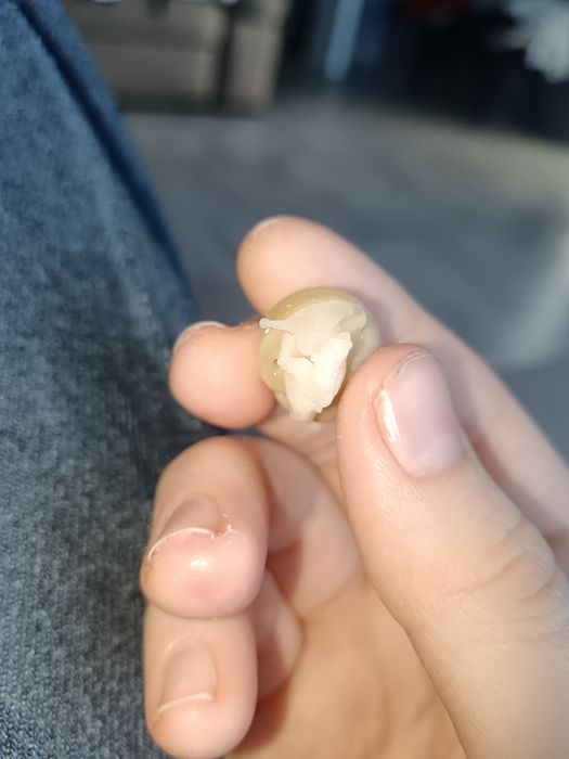 Улитки Ахатины, 2 месяца