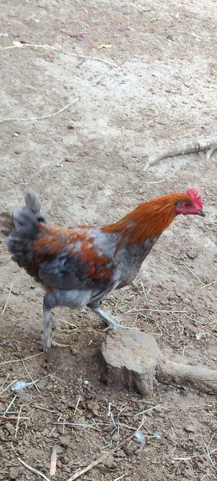 Cocosi Marans albastru aramiu și negru aramiu.