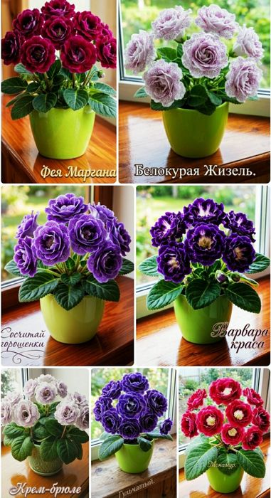 Проросшие клубешки глоксиний.