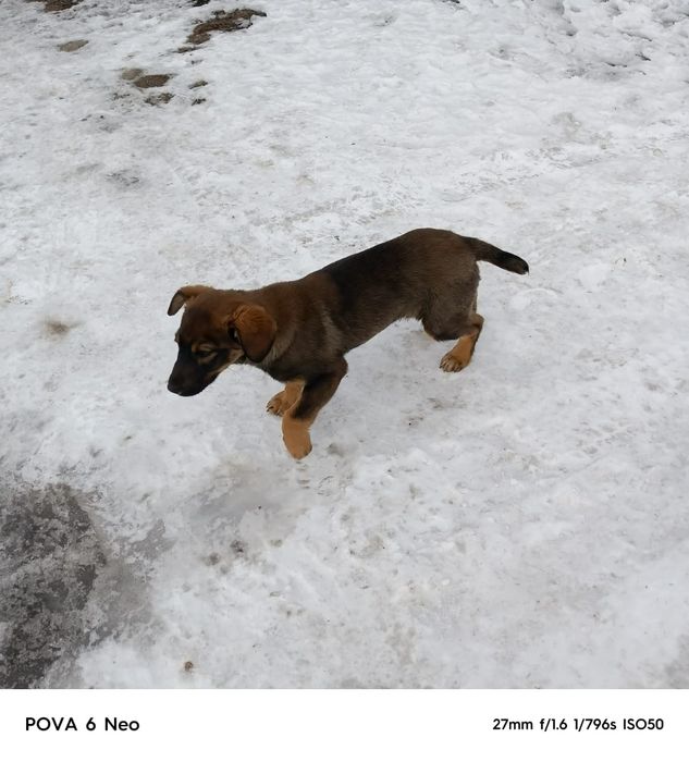 Отдам щенка безплатно