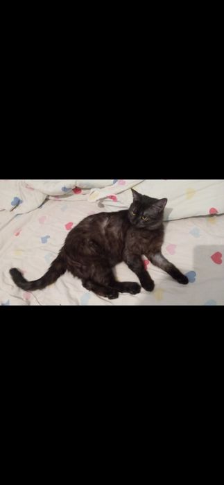 Отдам в хорошие руки молодого котика