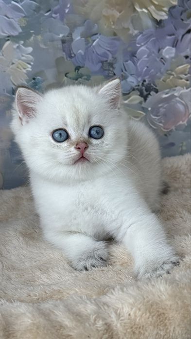 British shorthair - Mascul ( Pedigree de TOP )