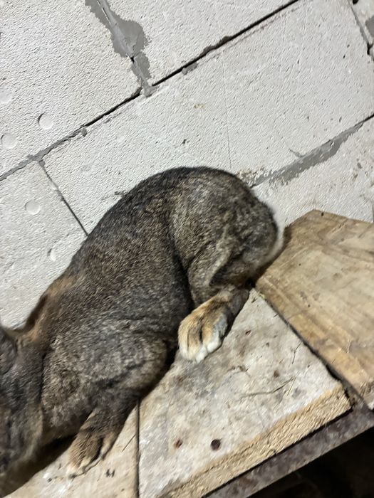 Vand iepuroaica urias german