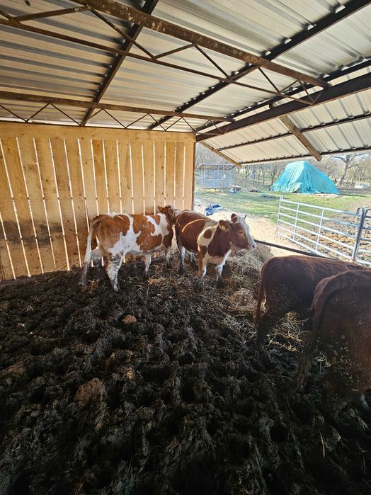 2 juninci de vanzare