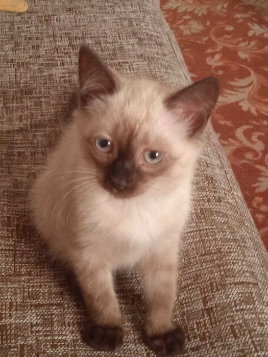 Котенок сиамский