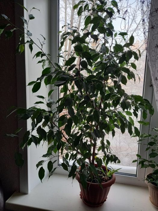 Продам цветы для дома или офиса