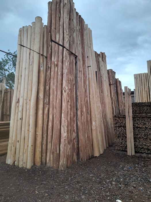 ARZON TERAK masulotlari