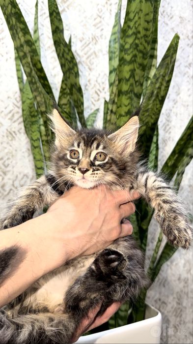 Клубные котята породы мейн кун