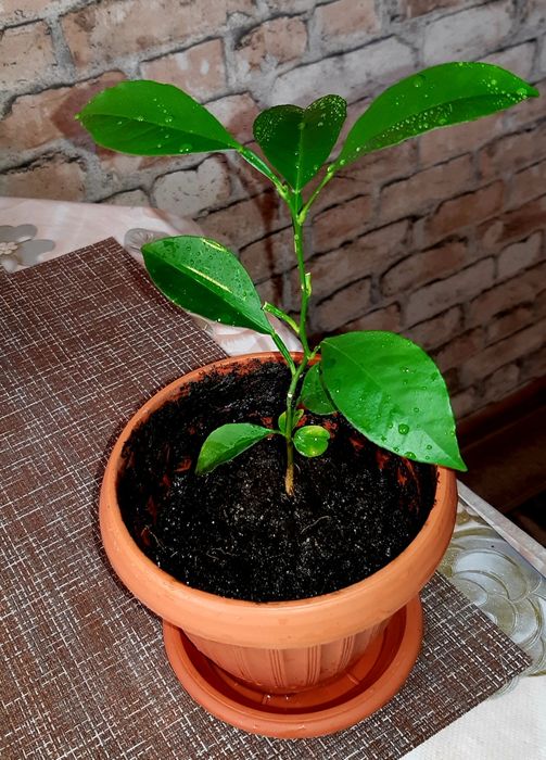 Продам лимон. Цена 3 200.