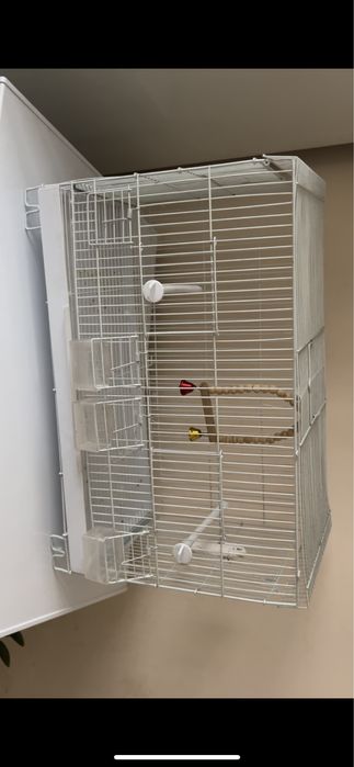 Клетка с попугаем