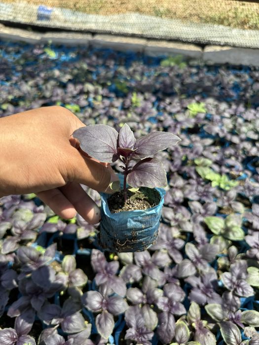 Rayxon ko’chatlari bor