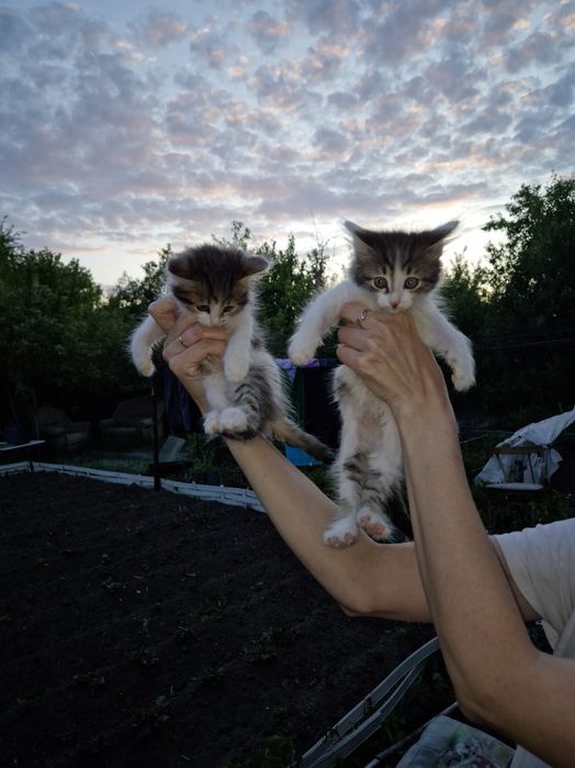 Продам котят помесь курильский бобтейл