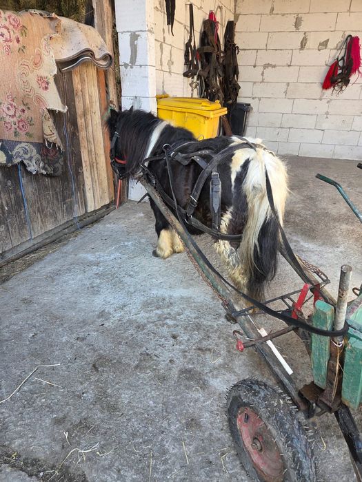 Poneita de vanzare gestanta