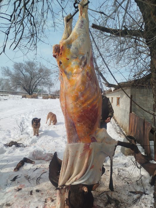 Вынужденый забой