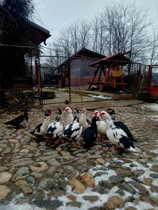 Rate lesesti de vanzare